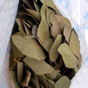 200  real dried eucalyptus leaves